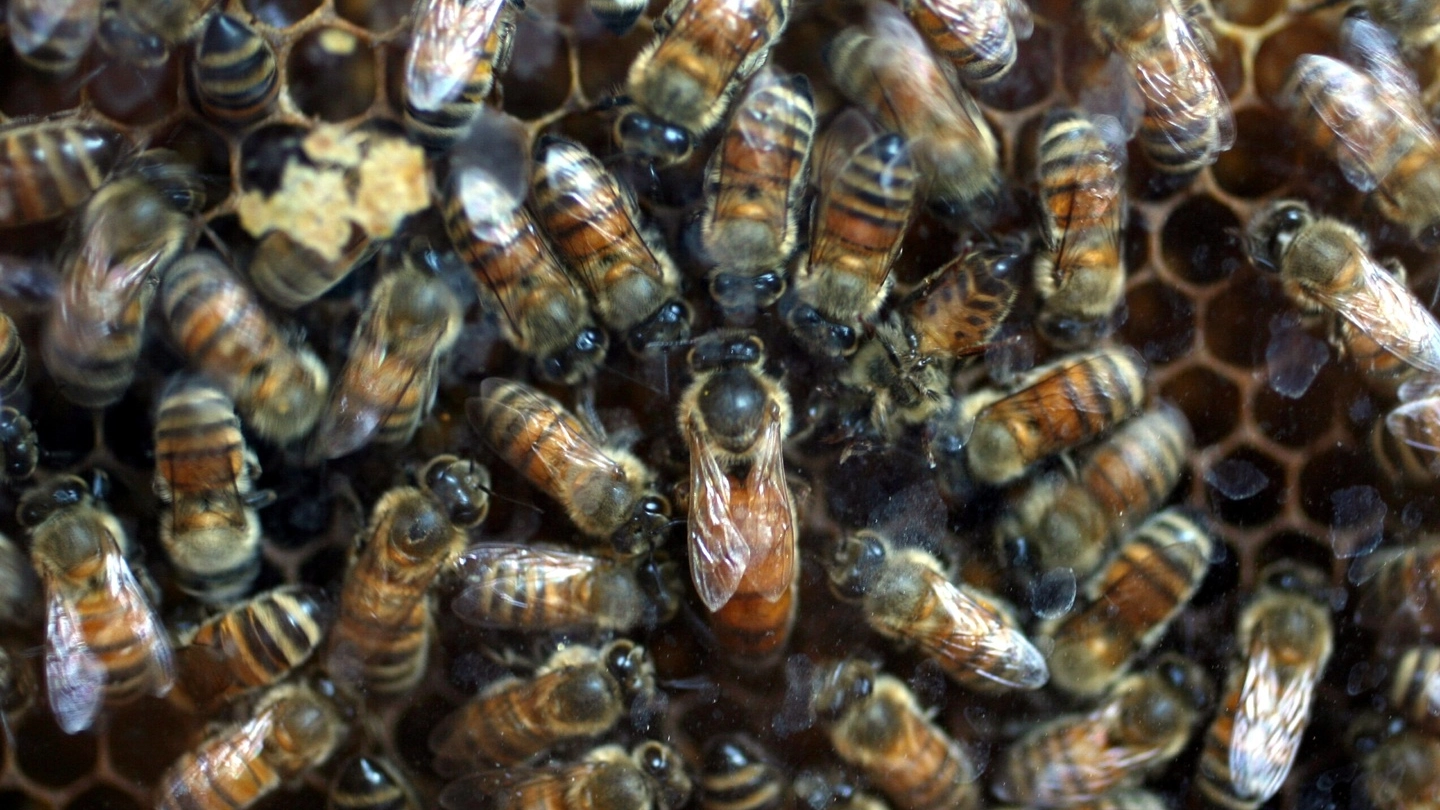 Uno sciame di api (Foto d’archivio Ravaglia)