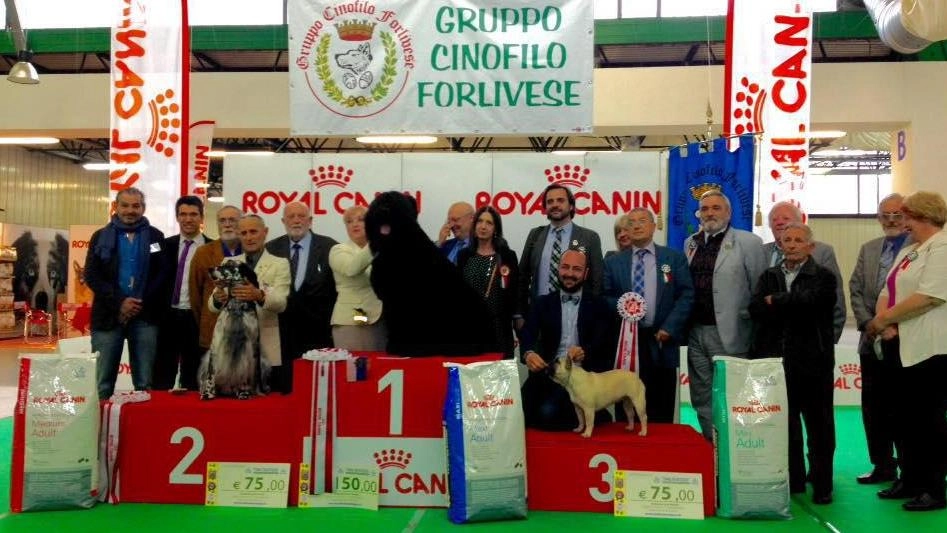 L’esposizione canina a Forlì