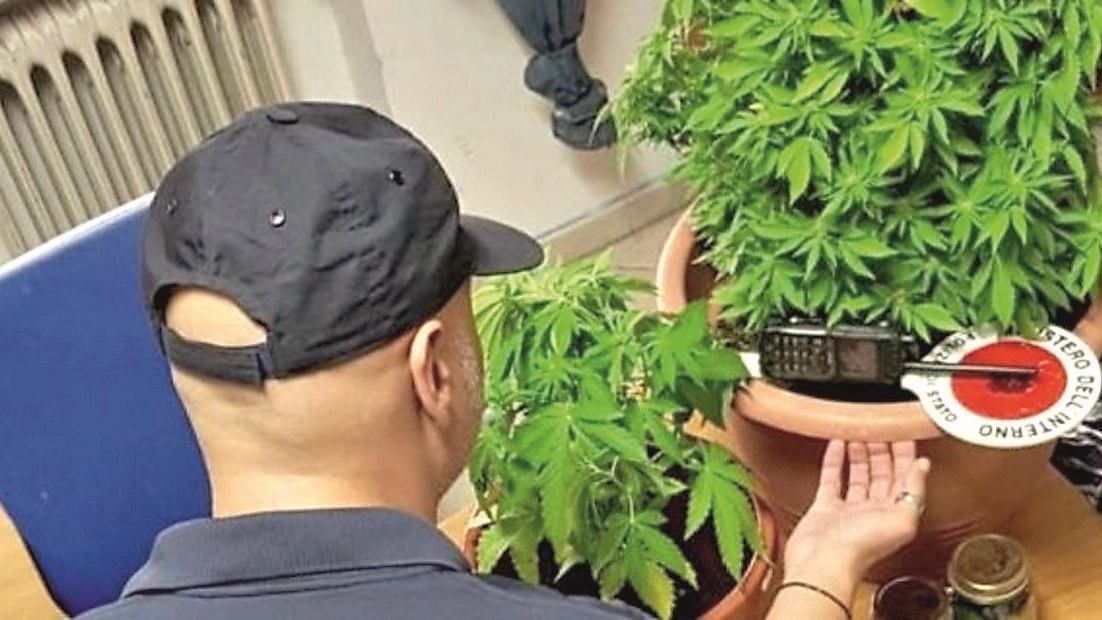 Rovigo, le piante di marijuana sequestrate