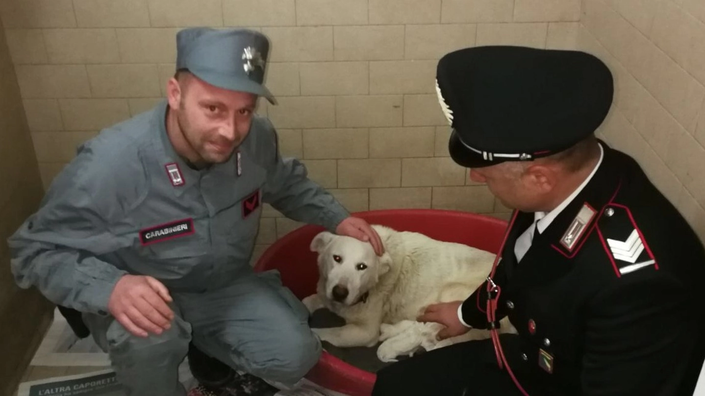Uno dei cani salvati dai militari
