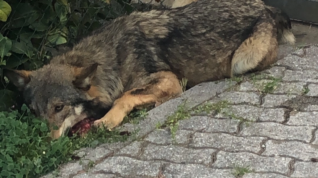 Il lupo investito è stato recuperato e affidato alle cure del Centro Monte Adone