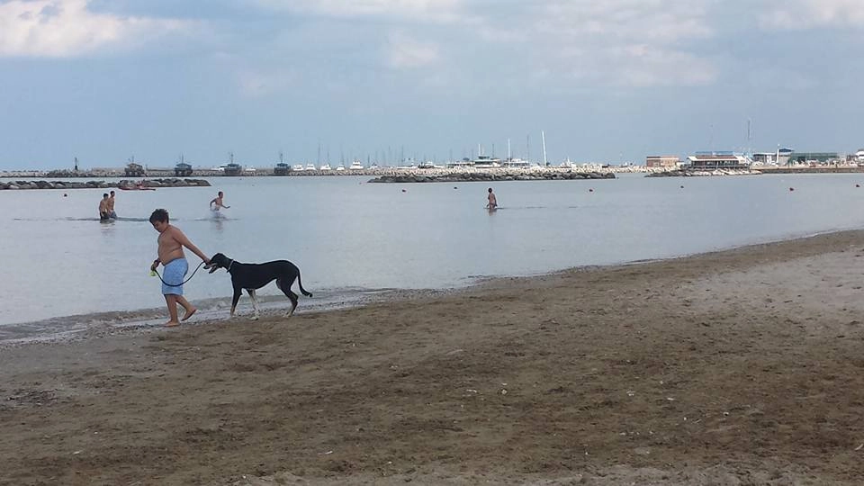 La spiaggia libera dell'Arzilla è dog-friendly