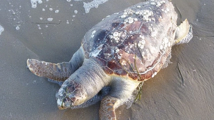 Una delle tartarughe marine ritrovate morte sulla spiaggia di Gabicce Mare