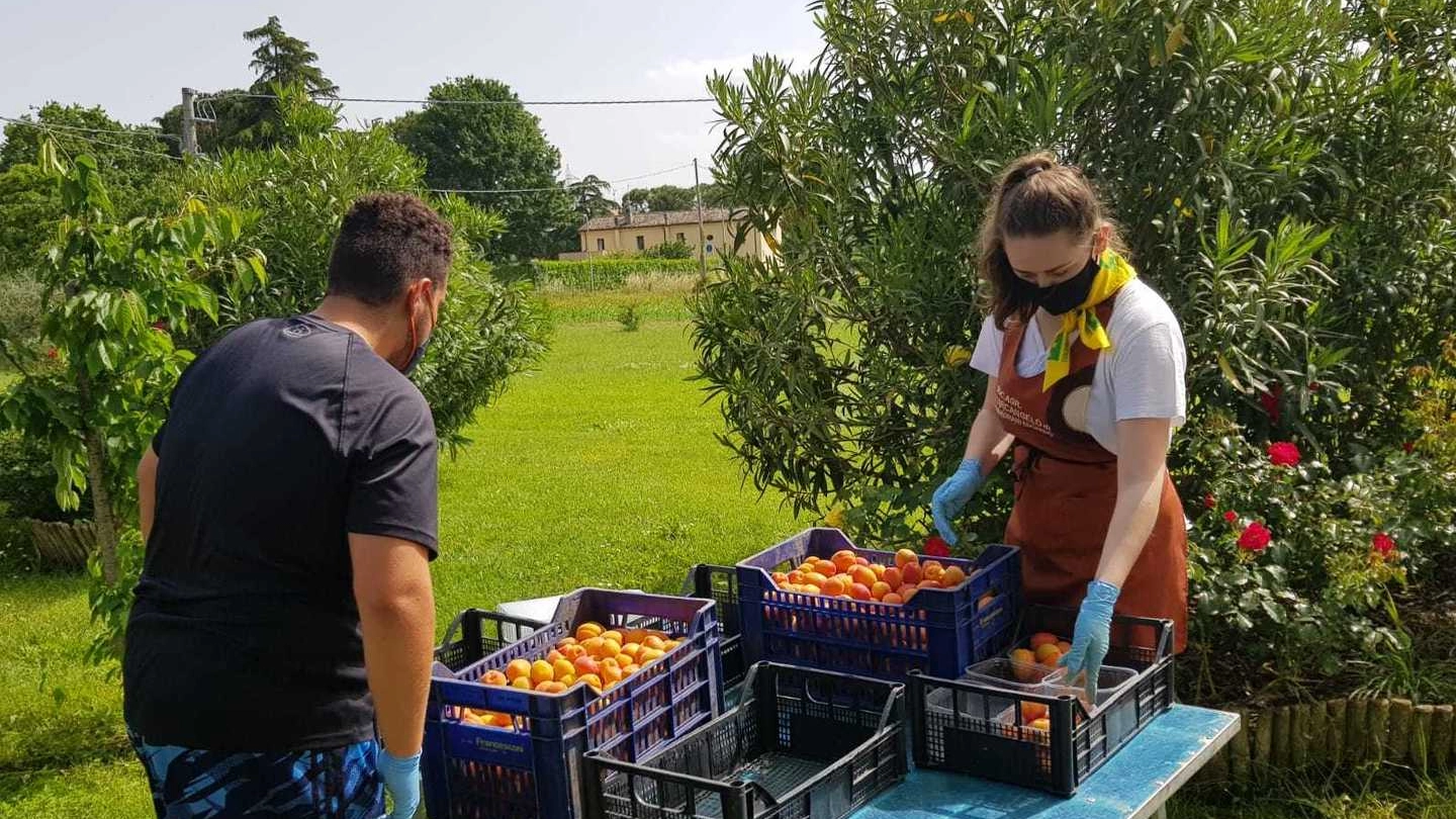 La raccolta della frutta in un’azienda agricola (foto di repertorio)