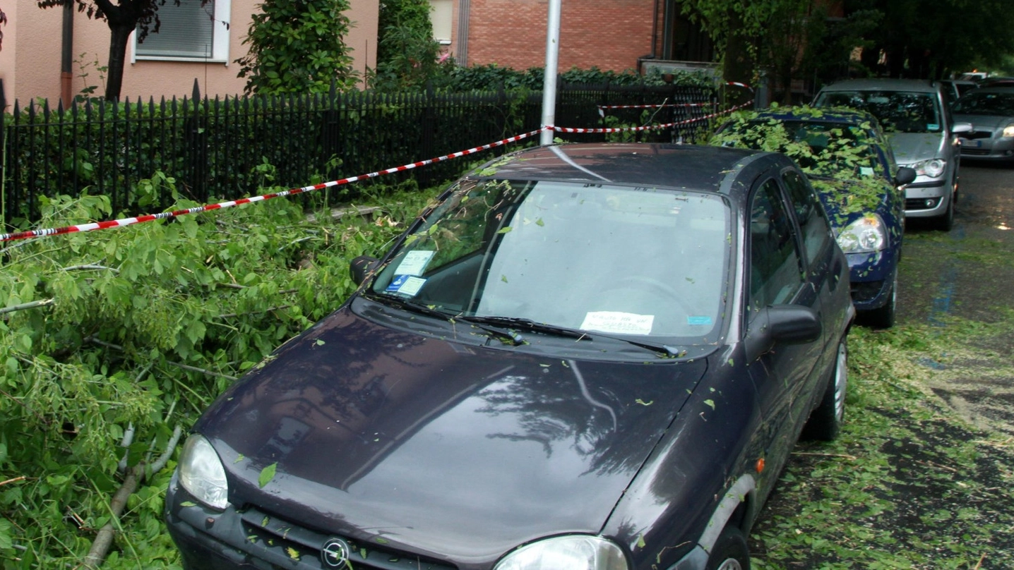 Un’auto danneggiata dalla caduta di rami in via Cairoli a Cesena