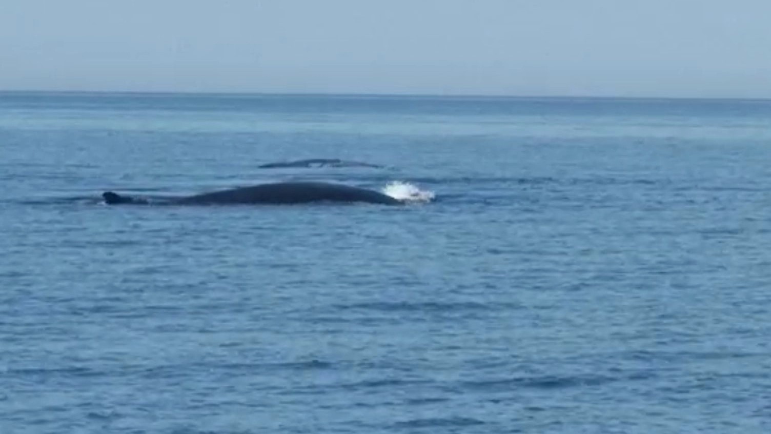 Balena a spasso nel mare Adriatico
