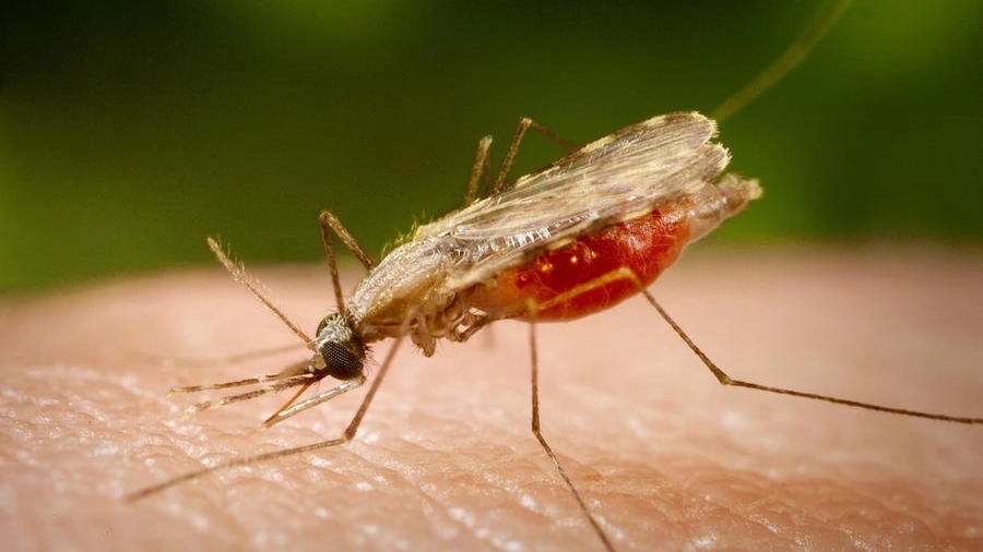 Tre casi di malaria di importazione a Modena