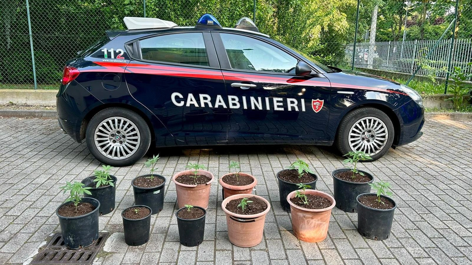 Coltiva marijuana in cortile,  denunciato dai carabinieri