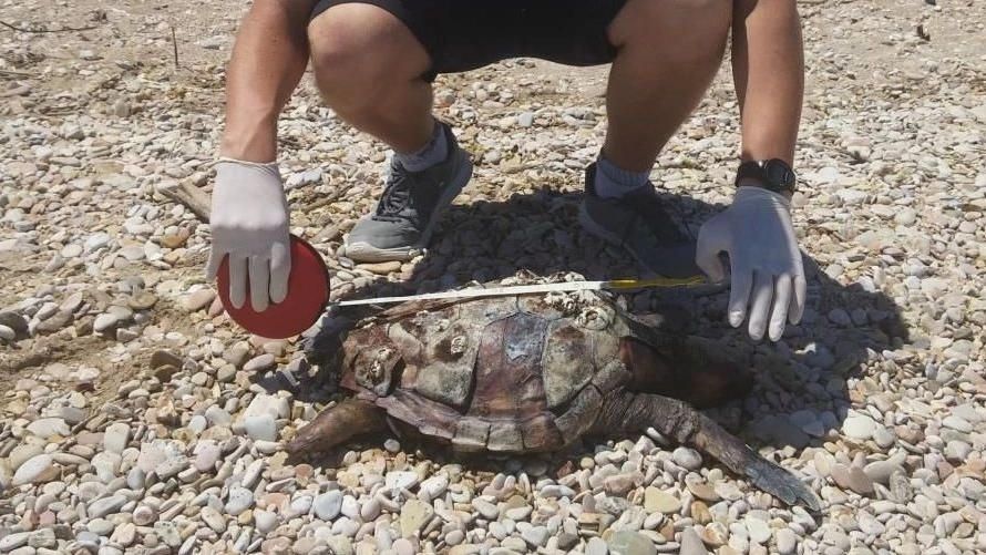Una delle tartarughe trovate a Porto Sant’Elpidio