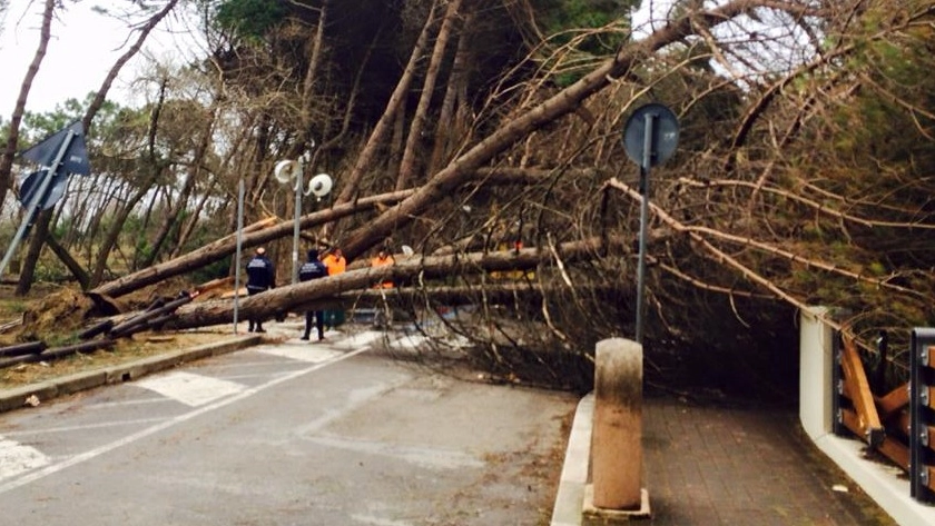 Un albero caduto a Pinarella (foto Nazario Fantini)