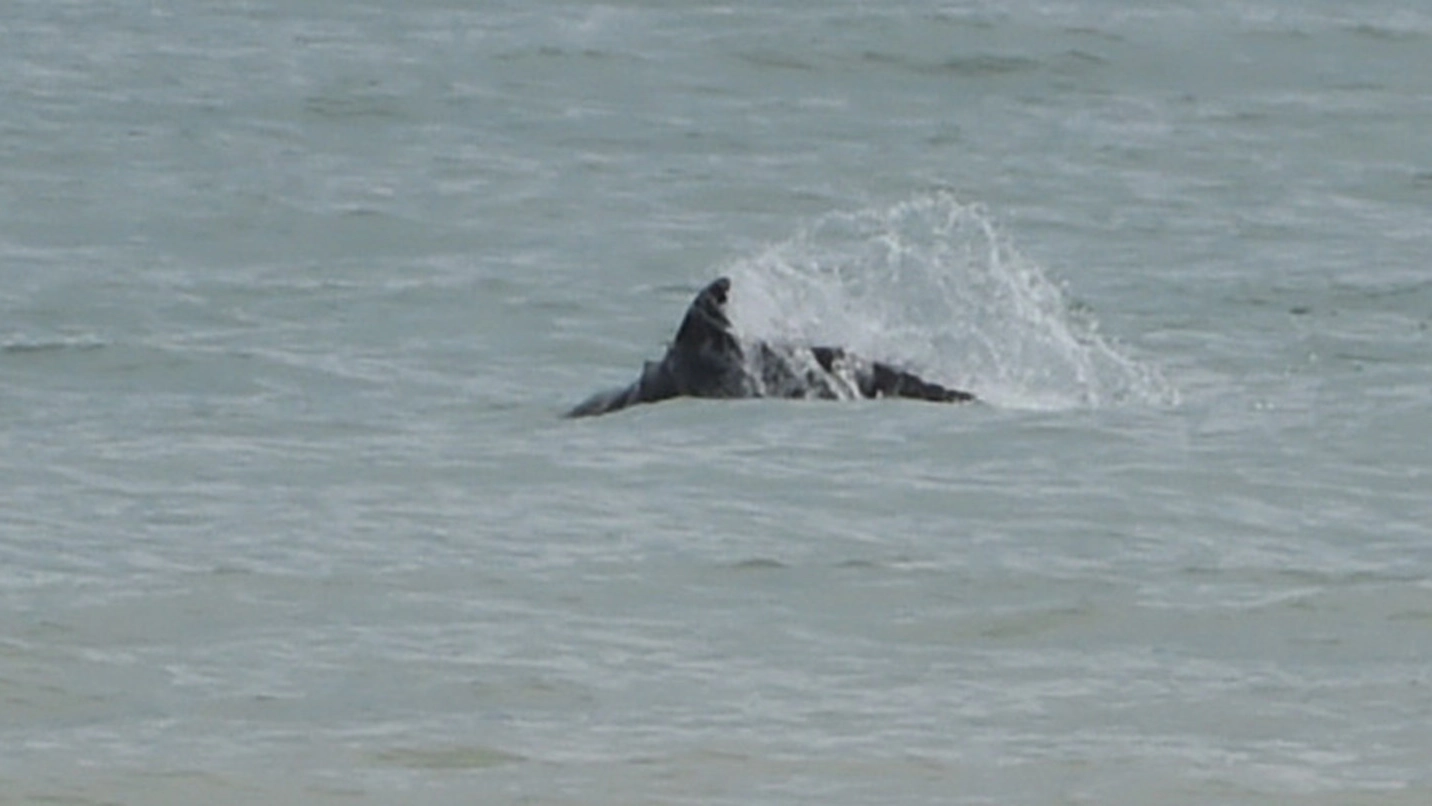 Uno dei delfini avvistati (foto Vives)