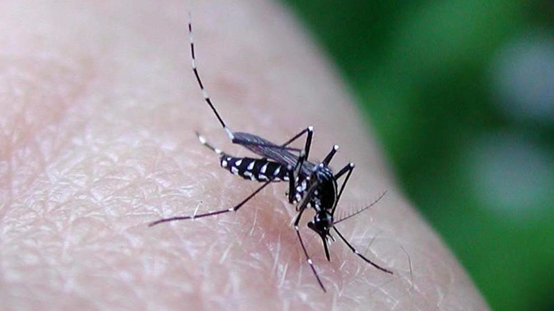 Dengue a Bologna, individuato un caso importato