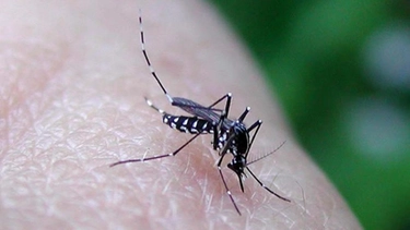Dengue a Bologna, un caso importato: scatta la profilassi. Ecco dove