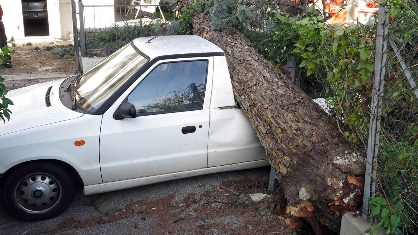 Un albero caduto su un’auto (Petrangeli)