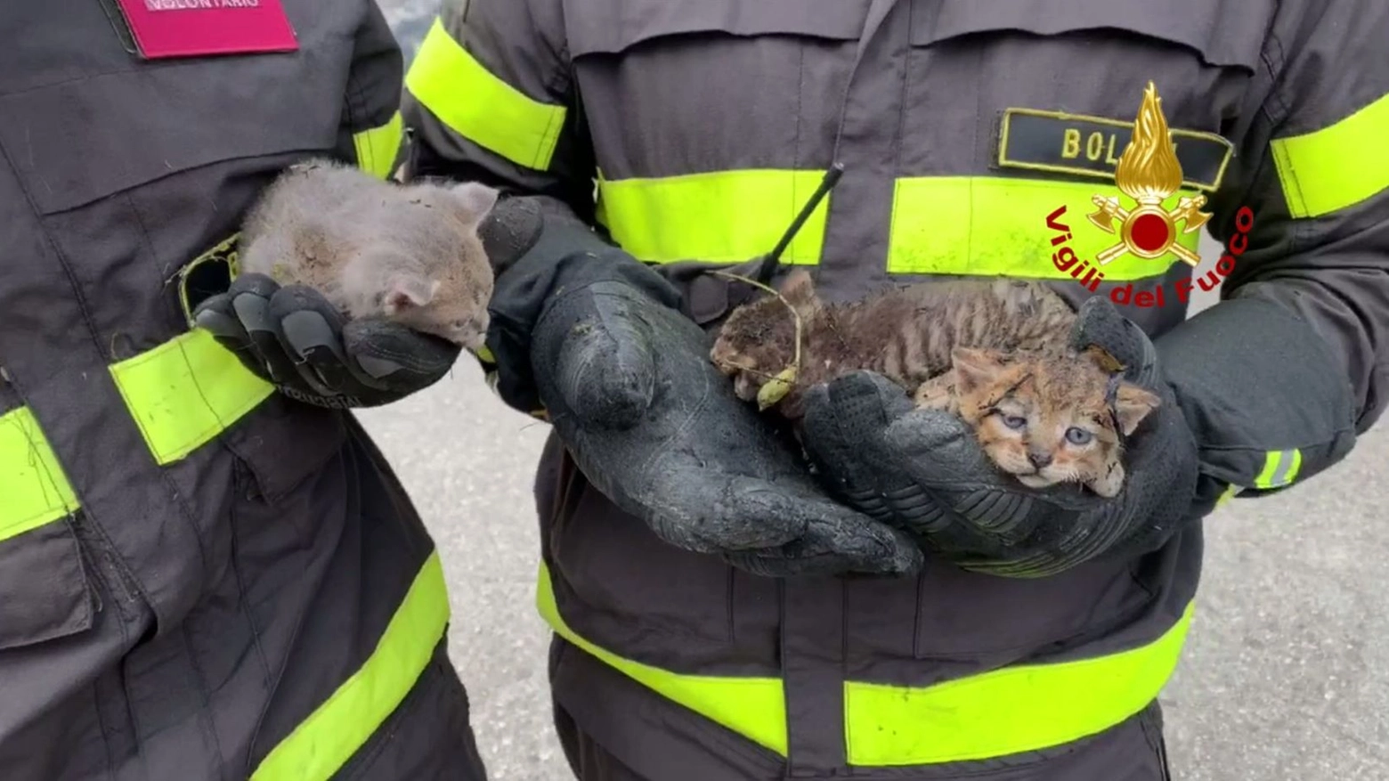 I gatti salvati dall'incendio