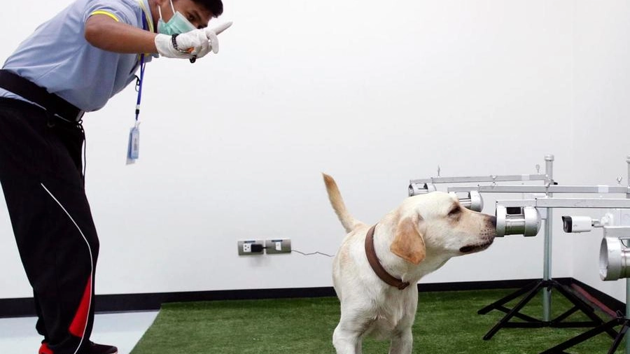 Un cane annusa i campioni in un test analogo a quello marchigiano, condotto a Bangkok