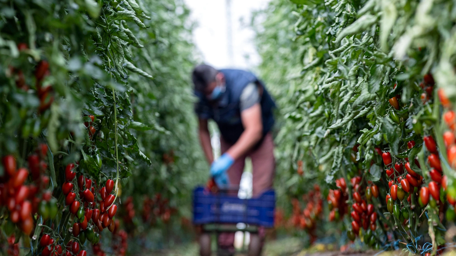 La campagna del pomodoro è il momento più importante dell'anno per Mutti: in soli 70 giorni l'azienda trasforma tutta la materia prima proveniente dalle oltre 800 famiglie di agricoltori italiane