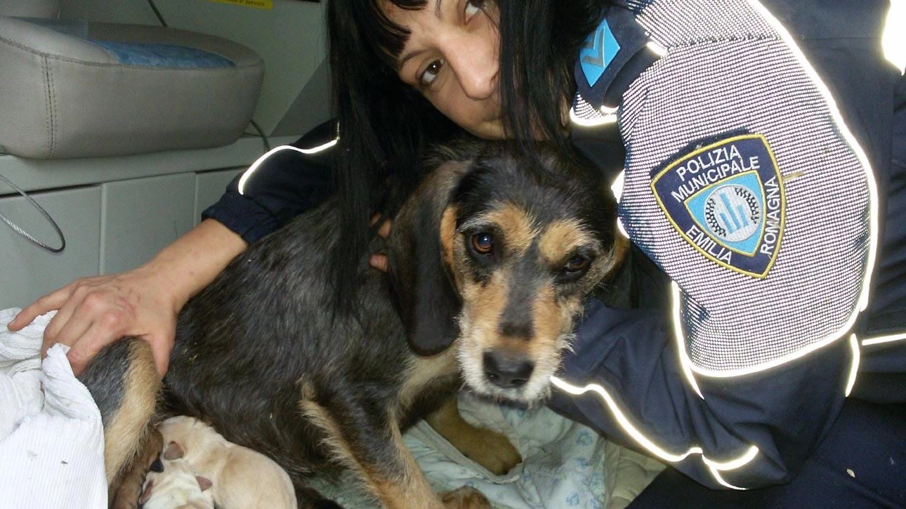 Il cane salvato dai poliziotti (Foto Lecci)