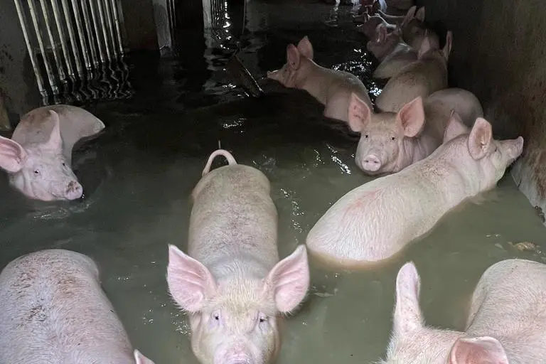 Alluvione a Lugo, l'appello per salvare 3mila maiali travolti da un metro  d'acqua