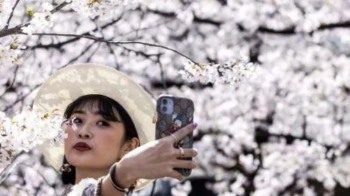 Questa è la stagione dei ciliegi in fiore, ma sono solo i giapponesi ad ammirarli
