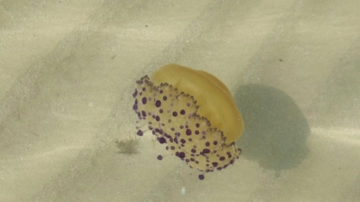 Le grande meduse che prolifera da Rimini ad Ancona