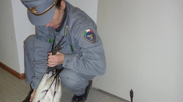 Gli esemplari di Ibis sacro trovati uccisi a novembre 2015  dal Corpo forestale