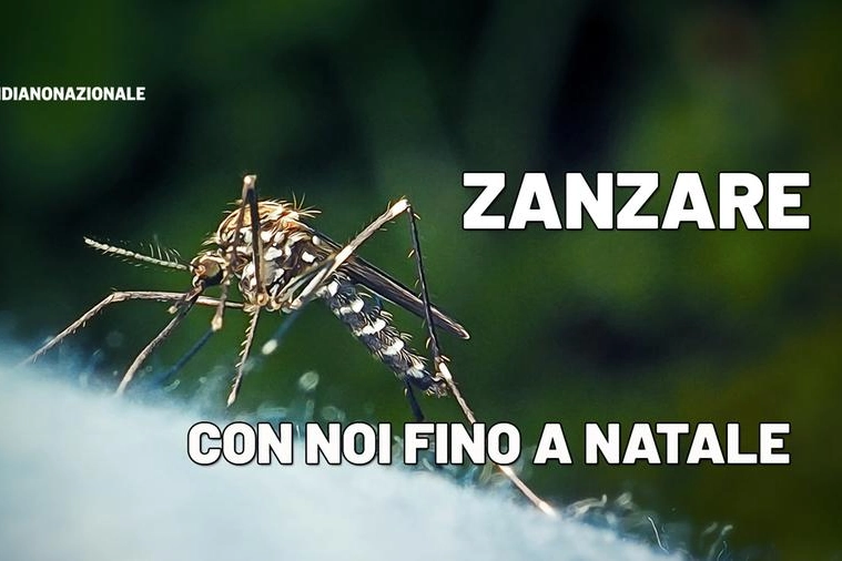 La zanzara giapponese resterà con noi ancora a lungo