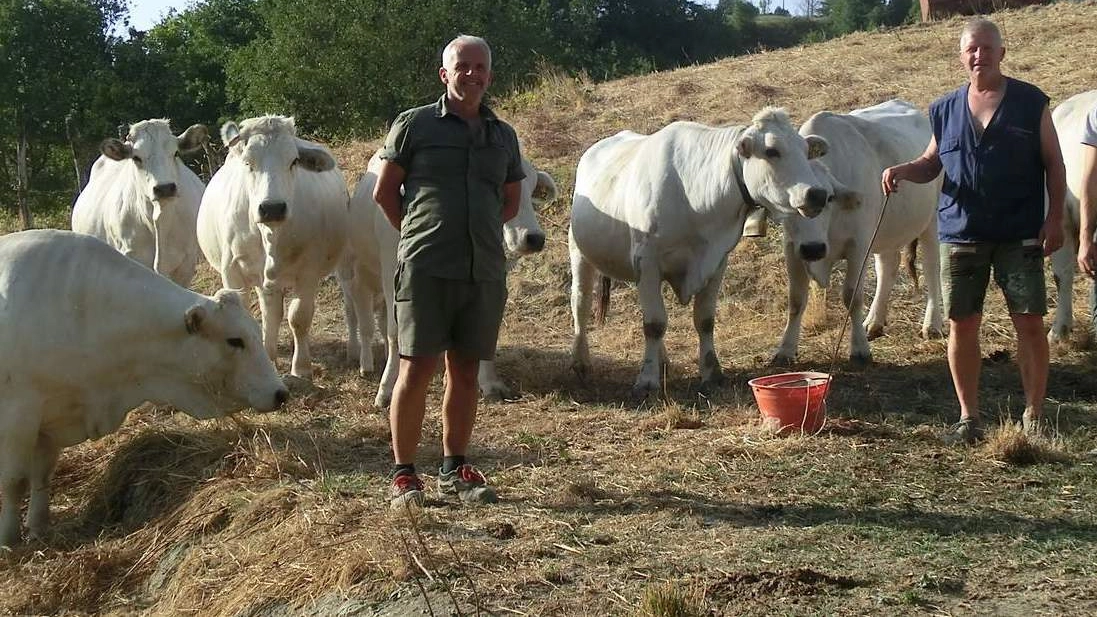 Le vacche di razza romagnola dei Domenico e Gino Pasqui rischiano di restare senza cibo