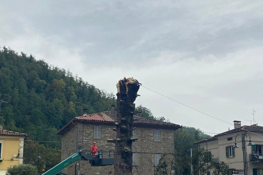 Maltempo a Borgo Pace: quel che resta dell'albero di 32 metri