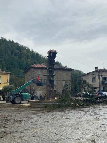Maltempo a Pesaro, il vento abbatte lo storico albero di Borgo Pace