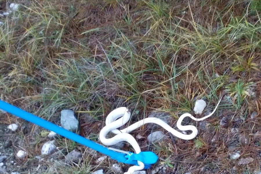 Il serpente albino catturato dalla Forestale di Tolmezzo