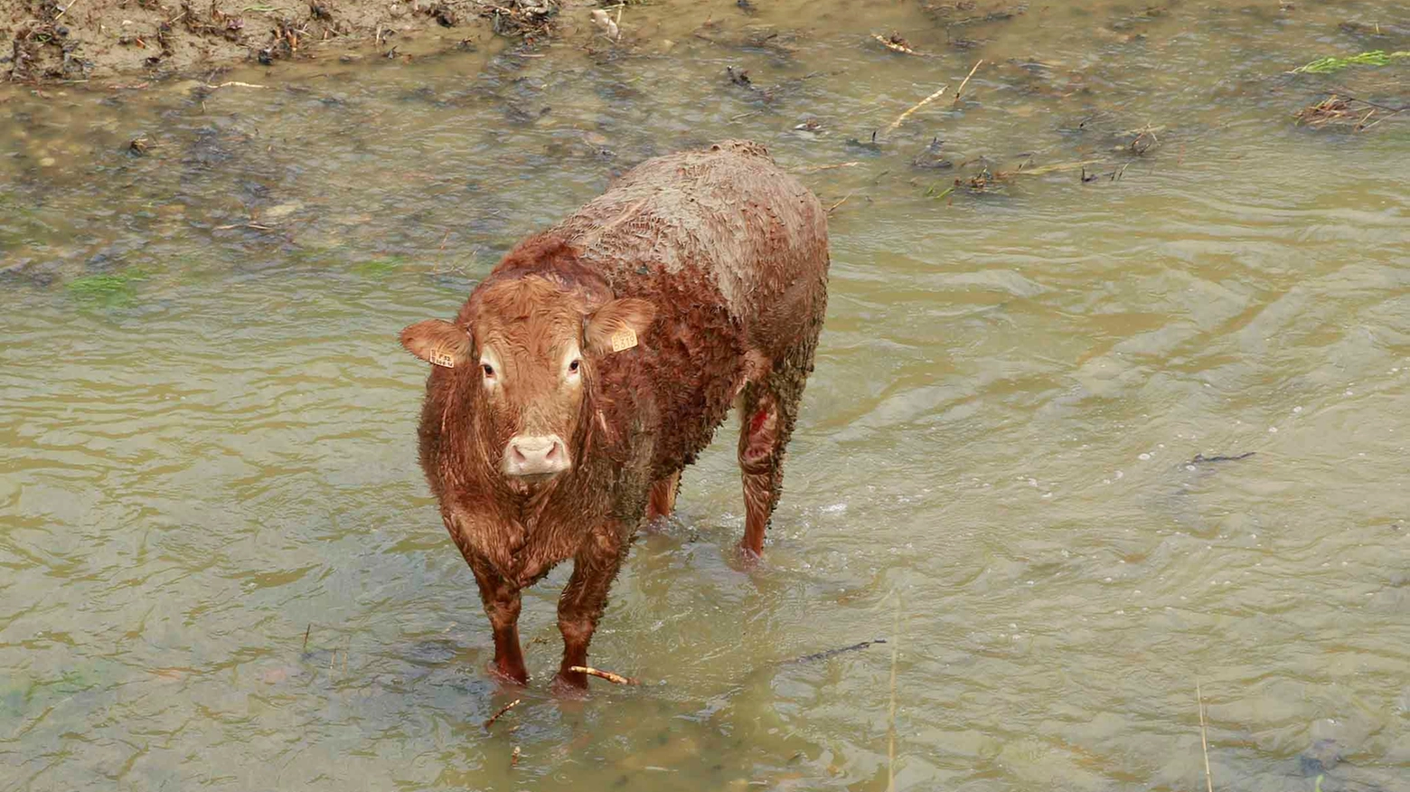 Il vitello in fuga (foto Artioli)