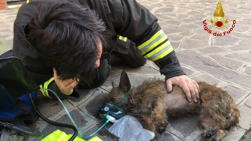 Bologna, incendio in via Giovannini: cane intossicato