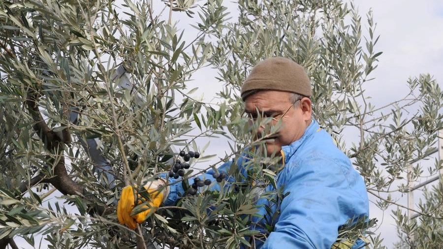 Pesante la situazione per gli olivicoltori