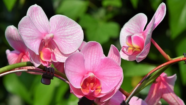 Foto Pixabay: Orchidea nel prato