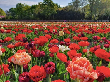 Dove trovare i campi di tulipani in Emilia Romagna