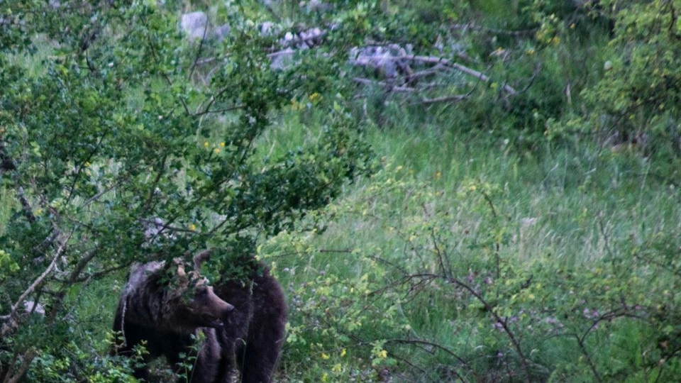 Mamma orsa fotografata nel Parco d'Abruzzo