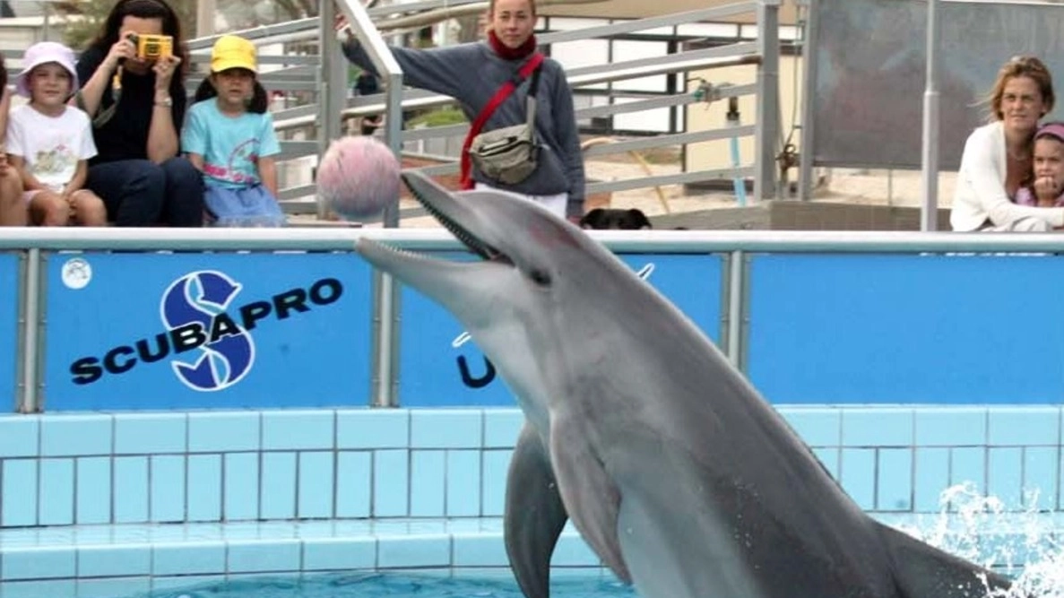 I quattro delfini  erano stati sequestrati dalla magistratura  nel settembre del 2013 e trasferiti all’acquario di Genova 