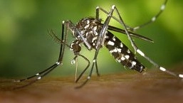 Zanzare (foto archivio)