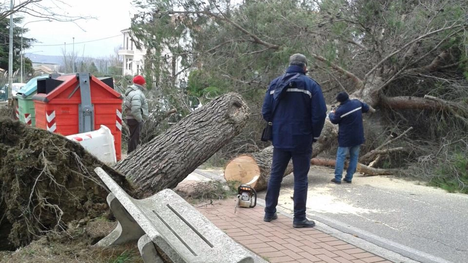 Maltempo a Pesaro, un albero buttato giù dal vento (Fotoprint)
