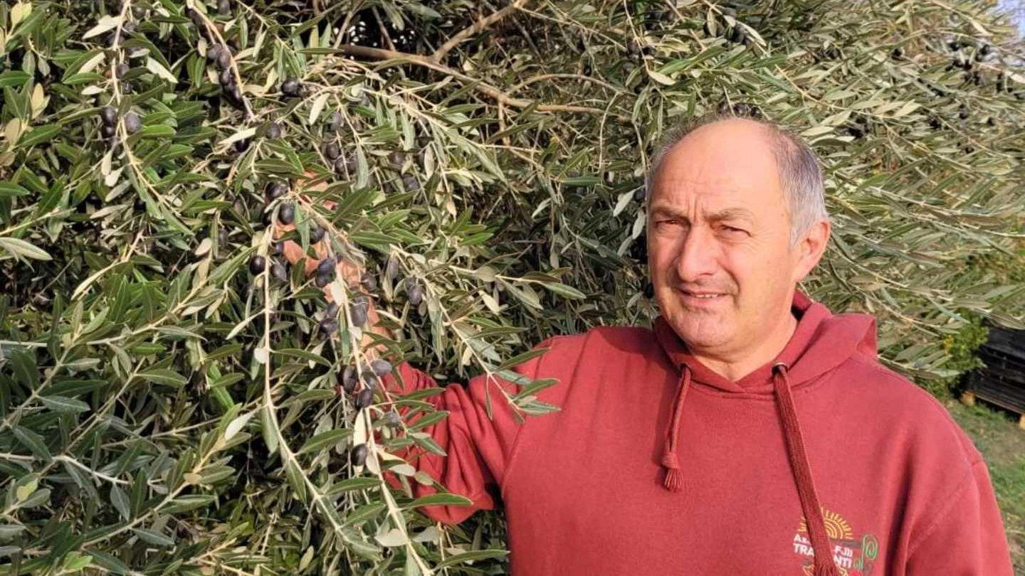 Filippo Tramonti presidente di Arpo Emilia Romagna, l’associazione regionale produttori olivicoli, davanti ai suoi ulivi: secondo le stime quest’anno la produzione sarà in calo del 70%