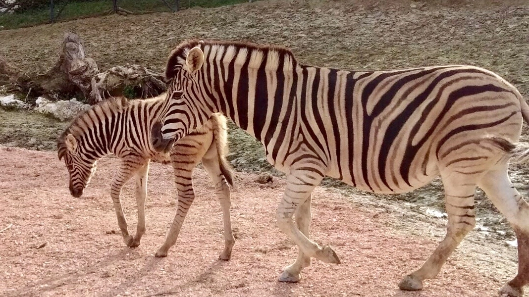 Il cucciolo di zebra con la sua mamma