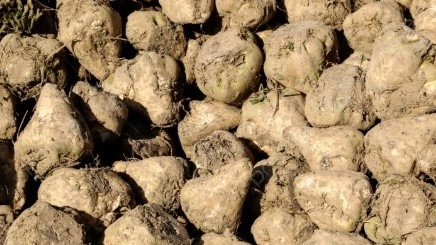 La borlanda è un fertilizzante che si ottiene dagli scarti delle barbabietole
