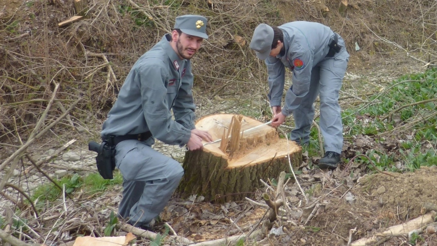 I carabinieri forestali accanto a uno dei tronchi tagliati dall’agricoltore