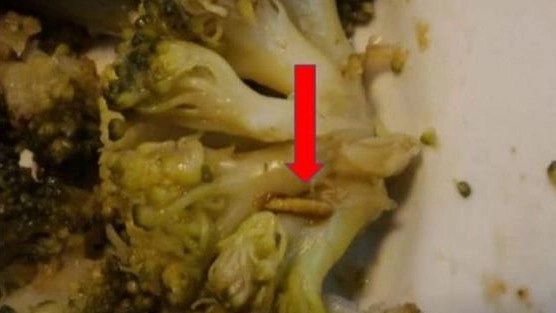 L’ospite nel broccolo alla  mensa della Smiraglia