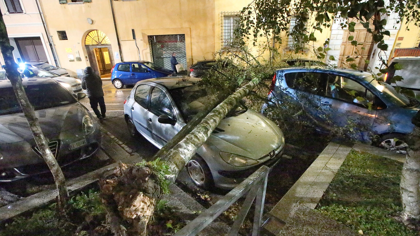 Maltempo in Emilia Romagna, un albero caduto a Ravenna (Foto Zani)