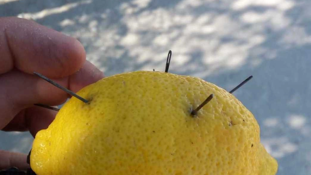 Punta Marina, limone voodoo con spilloni recuperato sul bagnasciuga