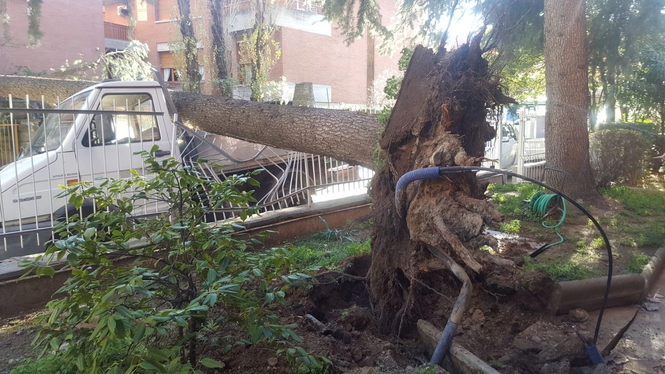 L'albero caduto su un furgone a San Lazzaro
