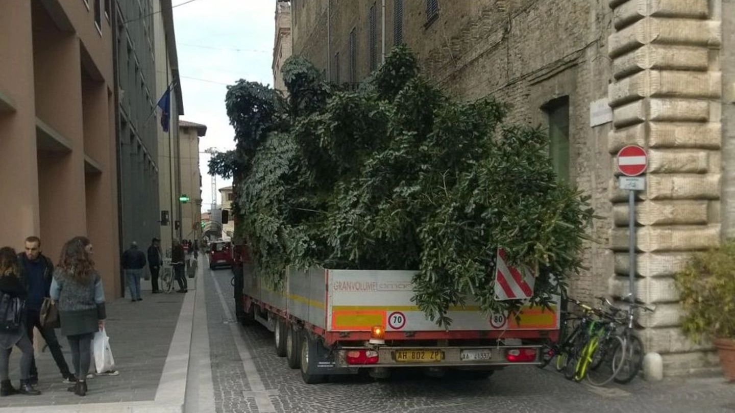 L'albero fa il suo arrivo in Piazza del Popolo