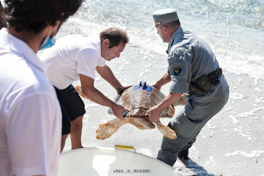 Il lungo viaggio delle tartarughe: dalla Sardegna all'Oceano, via satellite (Paola Lai)